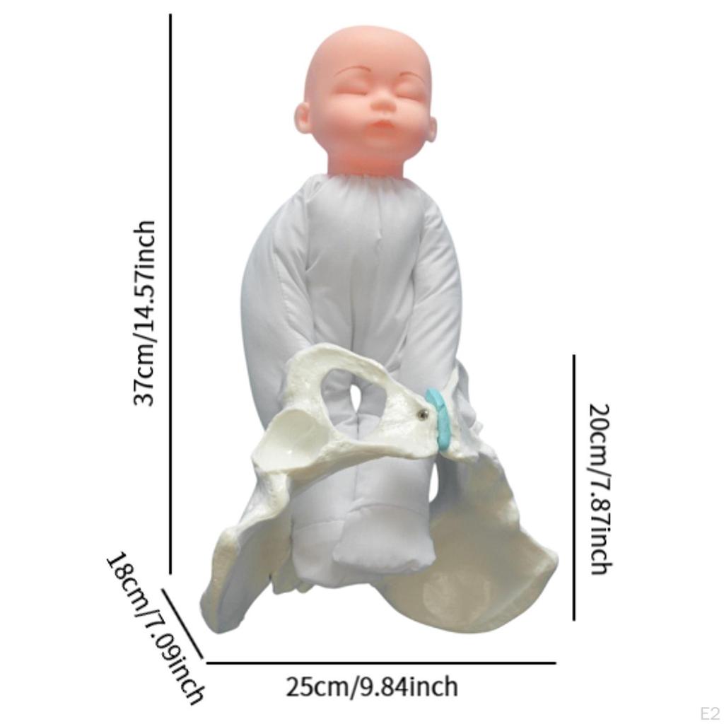 Childbirth Simulation Female Pelvis Model Practical Teaching Aids Life Size Educational Tool