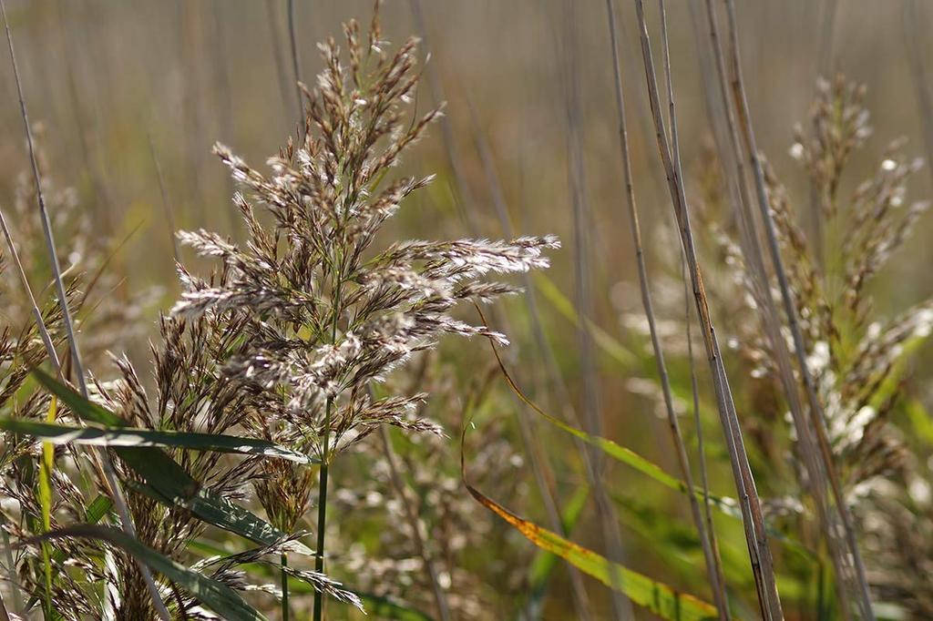 MeiKe 85mm Sony E Manuell Fokus Sony E-fatning F1.8 APS-C