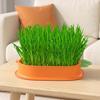 Hydroponic Cat Grass Growing Kit for Indoor Cats Soil Free Wheatgrass Planter with 5 Pack Seeds for Hairball Control