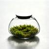 Moos Mikrolandschaft Kleine Glasflasche mit Deckel Pflanzen Terrarium Glasbehälter Haus Grüne Pflanzen Dekoration
