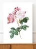 Poster Blume Rose Vintage