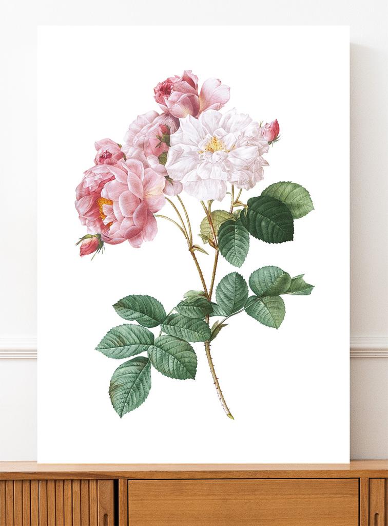 Poster Blume Rose Vintage