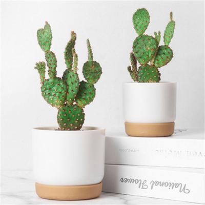 Self Watering Flowerpot Automatic Water Absorption Round Double-layer Succulent Planter Pot Cactus Small Green Plant Flowerpot