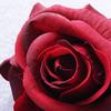 Single Artificial Rose Head Long Stem Crimson Simulation Flower Wedding Home Garden Arrangement