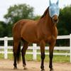 Sunshade Horse Fly Mask Anti-Mosquito Horse Mask Horse Head Cover  Insect Bite Proof