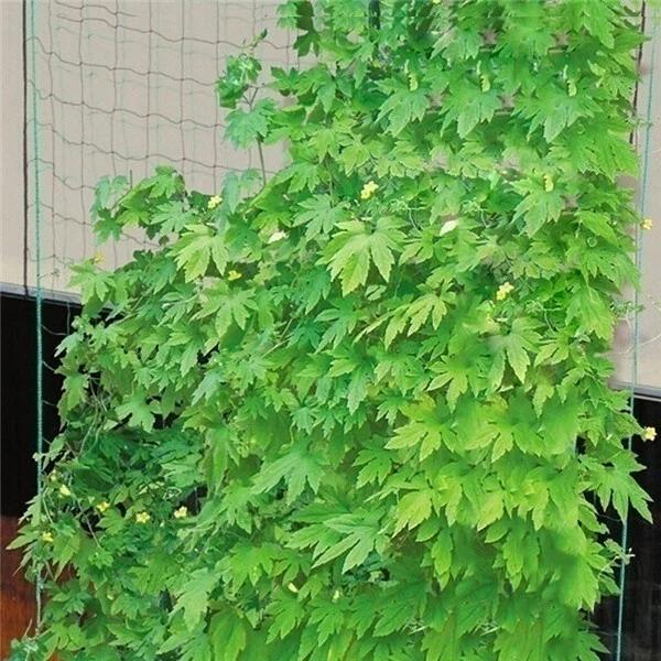 Gartenpflanzen Kletternetz Hochbelastbares Polyester Wachstumsnetz Gartengitter Netz mit Quadratmaschen für Blumen Gemüseanbau
