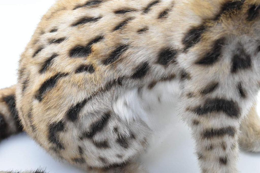 BH7373 HANSA Serval Cat 44