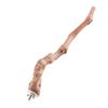 Pet Standing Stick Wild Grape Wood Pole Parrot Cockatiel Parakeet Perches Bite Claw Grinding Toy Bird Cage Accessories