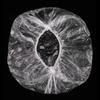 white shower cap