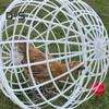 1/2/3 Pezzi Pollaio Mobile a Forma di Palla da Esterno Rotolabile Recinto per Pollame Tondo Casetta in PVC Gabbia da Passeggio Sicura per Animali Domestici per Piccioni Conigli Anatre