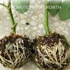 Propagation Ball Botany Root Controller Plastic Breeding Case Grafted Tree Rooting Ball Growing Box Seedling Cultivation Ball