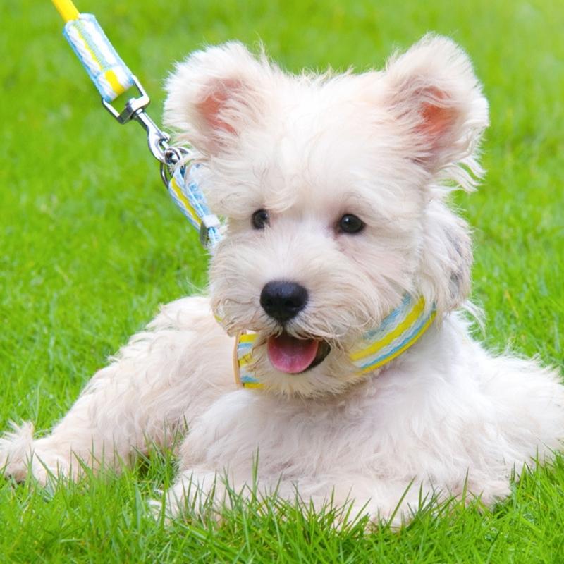 Padded Dog Walking Harnesses for Daily Use, Soft Chest Coverage with Flexible Pull Line and Rear Clip Point for Home Use