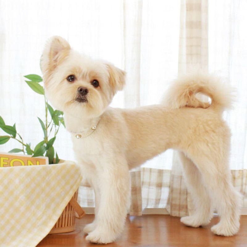 MAISON DE MIU Weicher Perlenkragen_Weiß