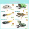 Realistic Frog Growth Cycle Model Educational Toy For Early Learning In Kids