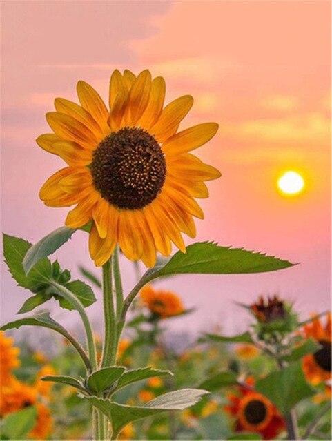 5D DIY Diamond Painting Sunflower Blackboard Cross Stitch New Arrival Diamond Embroidery Flower Handicraft Home Decor