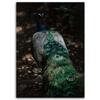 Canvas print, Peacock Tail