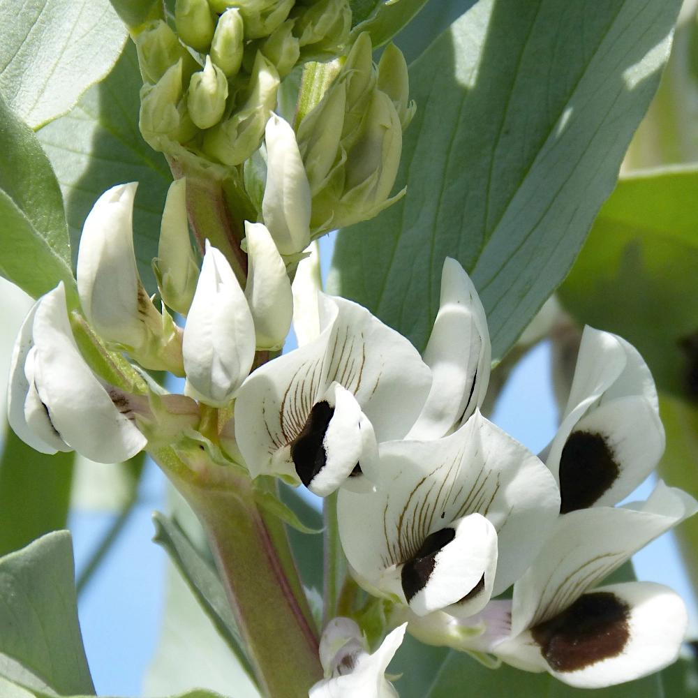 Windsor Broad Bean Seeds White Vegetable for the Garden 50g