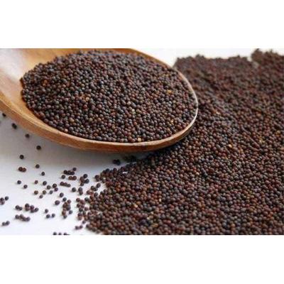 RSINC Premium Rai (Μουστάρδα) Σπόροι , μικρό Πακέτο 100g των 2 JL166291008559