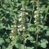 200 White Horehound Seeds (Marrubium Vulgare) - Semi-Wild Permaculture