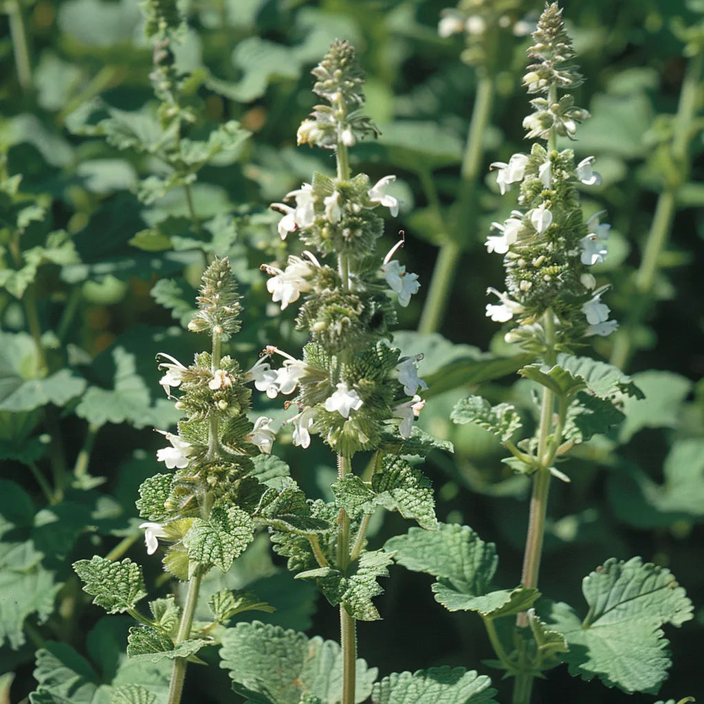 200 White Horehound Seeds (Marrubium Vulgare) - Semi-Wild Permaculture