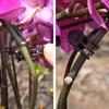 Phalaenopsis Flower Clip Plant Climbing Vine Fixed Clip Gardening Clip Anti-fall Five-claw Clip Plastic Gardening Supplies