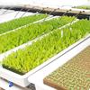 50/300Pcs Cube Rock Wool Starter Plugs Planting Block Garden Seedling Grow Plug Soilless Substrate Pots Hydroponics Cuttings