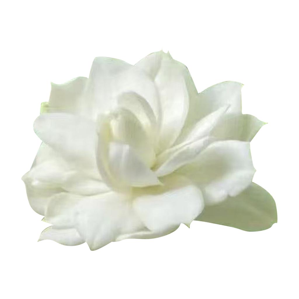 Jasmine Potted Plant, 100 Fragrant Climbing Jasmine Flowers, Beautiful Climbing Blossoms, Suitable For Home Gardens And Outdoor Planting.