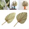 Dried Palm Leaves Real Boho Fans Tropical for Wedding Kitchen