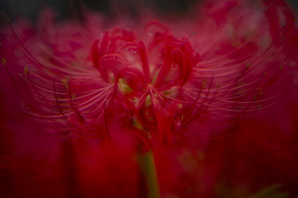 Zhong Yi Optics Creator 135mm II Prime Lens K F2.8 (Pentax Mount)