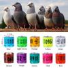 50pcs Pigeon Leg Rings Parrot Foot Rings Bird Leg Rings Pet Animals Plastic Clip Ring Identification Tools With Number Letter