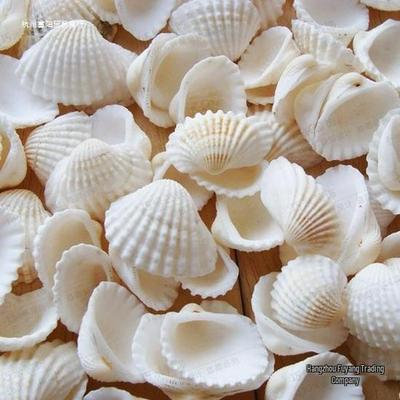 Conchiglie Bianche Naturali Adesivi per Pareti e Pavimenti del Mediterraneo