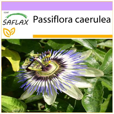 Passionsblume – 25 Samen – Passiflora caerulea