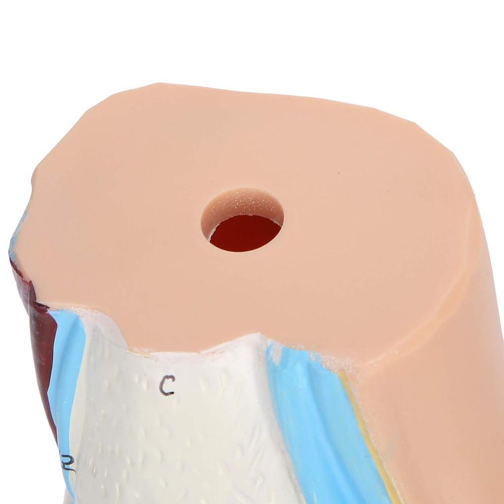 Human Foot Model for Teaching Adults Anatomy Model Research Muscle Display Explain Accessories(Arch Foot)