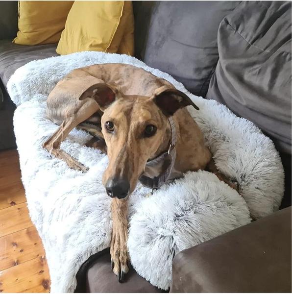 large dog beds for greyhounds