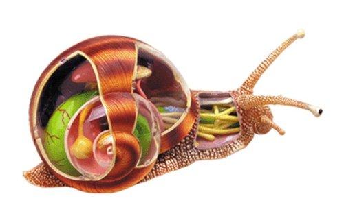

Skynet 3D Puzzle 4D VISION Animal Anatomy Snail Anatomy Model No.09