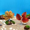 Fish Tank Resting Oviposition Leaves Aquatic Plants Fish tank Plants Simulation Betta Leaf