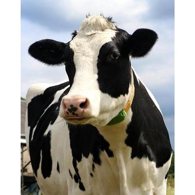 DIY Diamond Painting Cow Picture for Adults Diamond Mosais Art Craft Round Full Painting