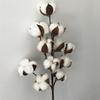 50cm Cotton Stems Decoration 12 Cotton Bolls Cotton Stalks Branch for Home Decor Wedding Centerpiece Farmhouse Decoration