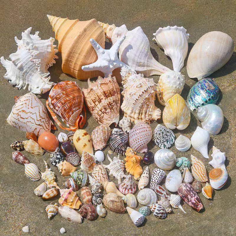 Handmade Seashell & Starfish DIY Photo Frame and Fish Tank Decoration