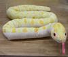 Take Off Python Albino L