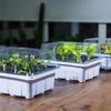 12 Holes Plastic Nursery Pot Seed Grow Planter Box Greenhouse Seeding Garden Seed Pot Tray Plant Seedling Tray With Lids