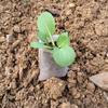 Planting Seedling Raising Vegetable Plants Nursery Bags Grow Bags Garden Supplies Nursery Pots