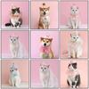 Pet Birthday Hat Bib Party Hat Cat Puppy Lace Saliva Towel Dog Bandana Scarf Dog Birthday Dress Up Photography Props Supplies