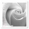 Canvas Print White Rose Macro