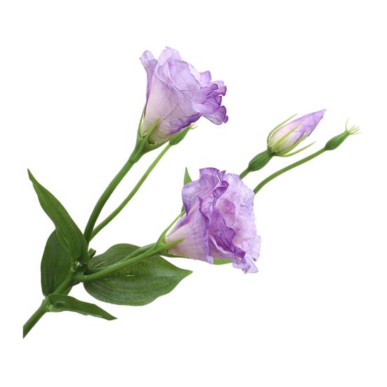 

Artificial Platycodon Grandiflorus Flower with 2 Head Blooms And 1 Bud Fake Silk Flower with Stem And Leaves for Wedding Party Kitchen Bedroom Baby світло-фіолетового кольору