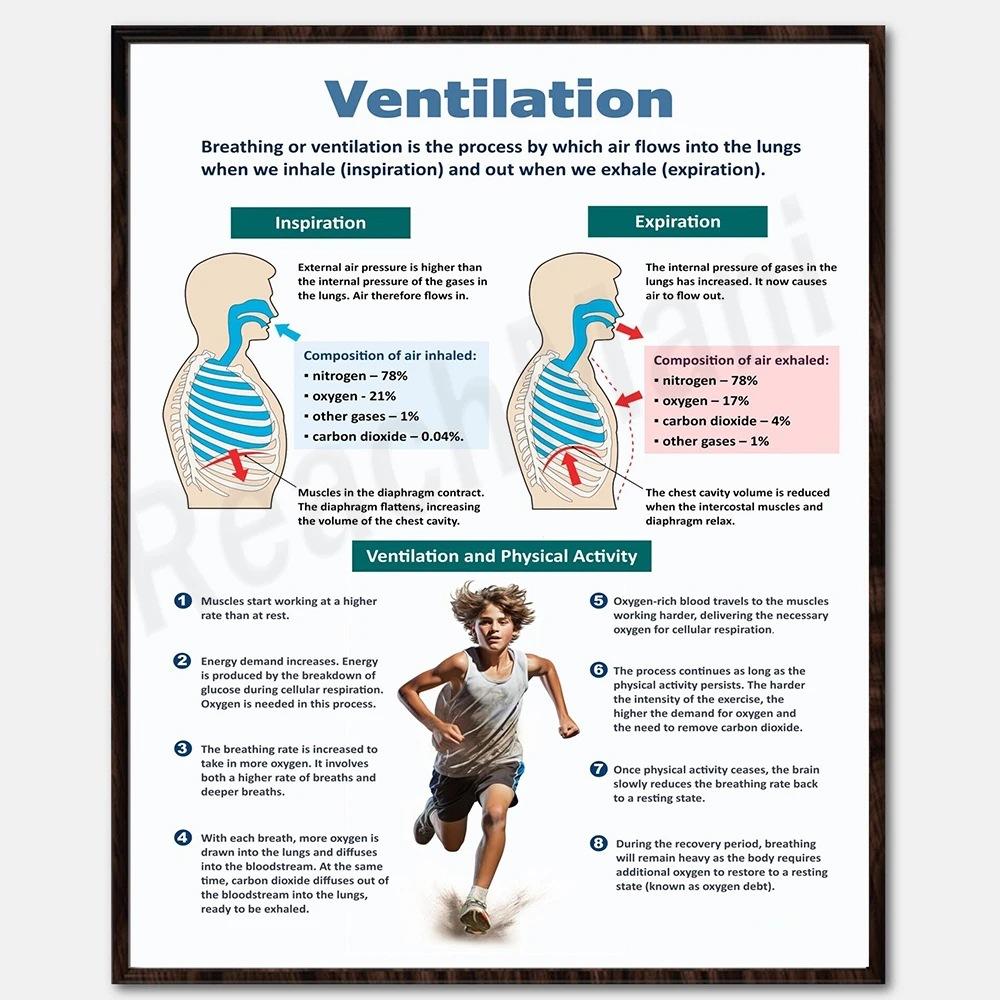 

[Print Painting] Unframed Biology Posters - Human Anatomy, Vital Organs One Size