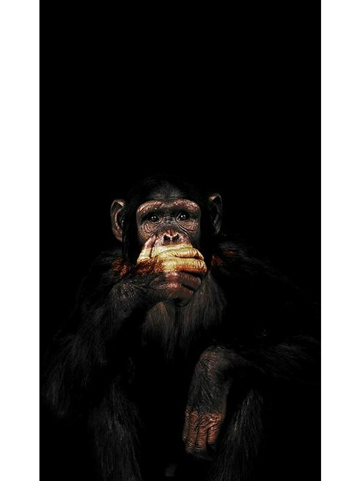 

Современное искусство на холсте «Орангутан»: Причудливый декор для спальни и гостиной 20X40 Frameless