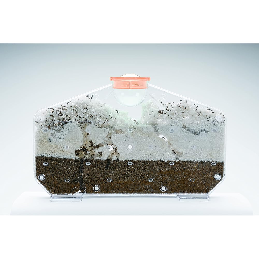 Gakken Science and Learning Ant House Playset for Ages 6 and Up Educational Toy