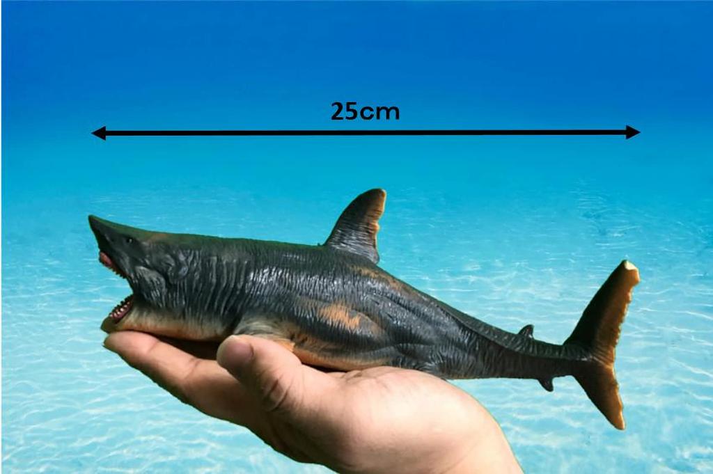 Crop Ancient Fish Figure Megalodon Impressive Size 25cm Long Dinosaur Model (Megalodon)