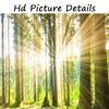 Sunrise Forest Wall Art Canvas Painting Modern Natural Landscape Posters and Prints Wall Pictures for Living Room Home Decor